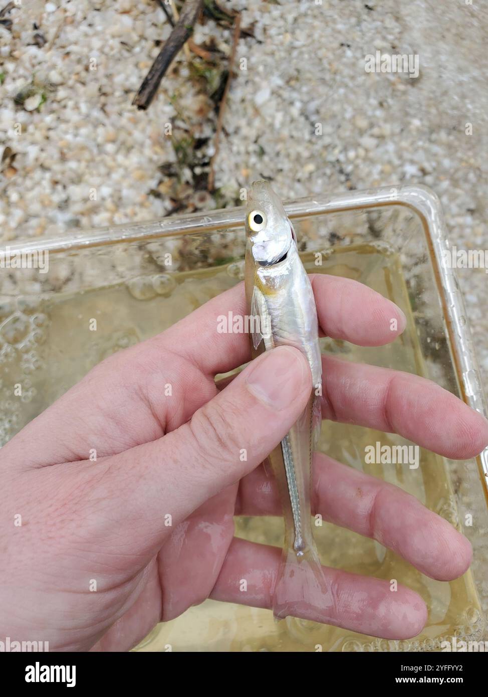 Atlantik Silverside (Menidia menidia) Stockfoto