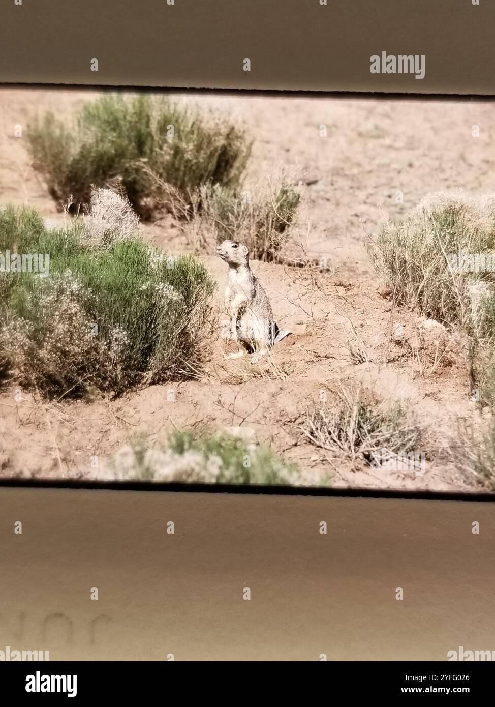 Gunnison's Prairie Dog (Cynomys gunnisoni) Stockfoto