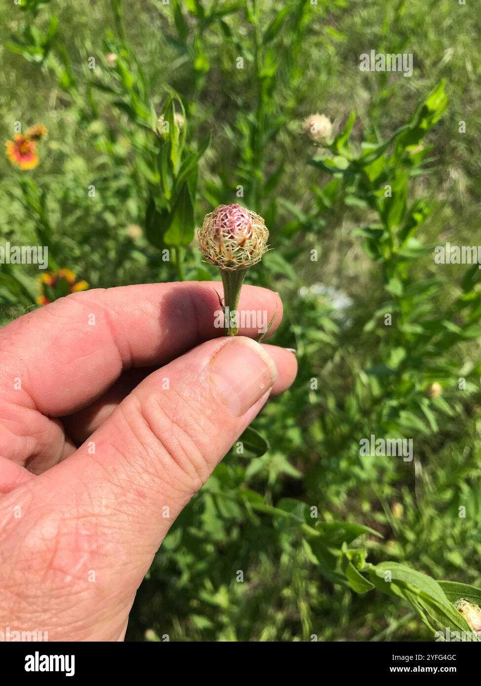 Amerikanische Korbblume (Plectocephalus americanus) Stockfoto