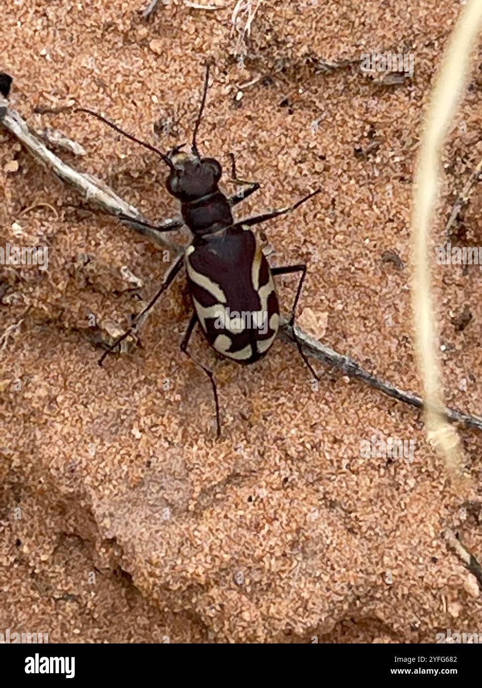 Schräg gesäumter Tigerkäfer (Cicindela tranquebarica) Stockfoto