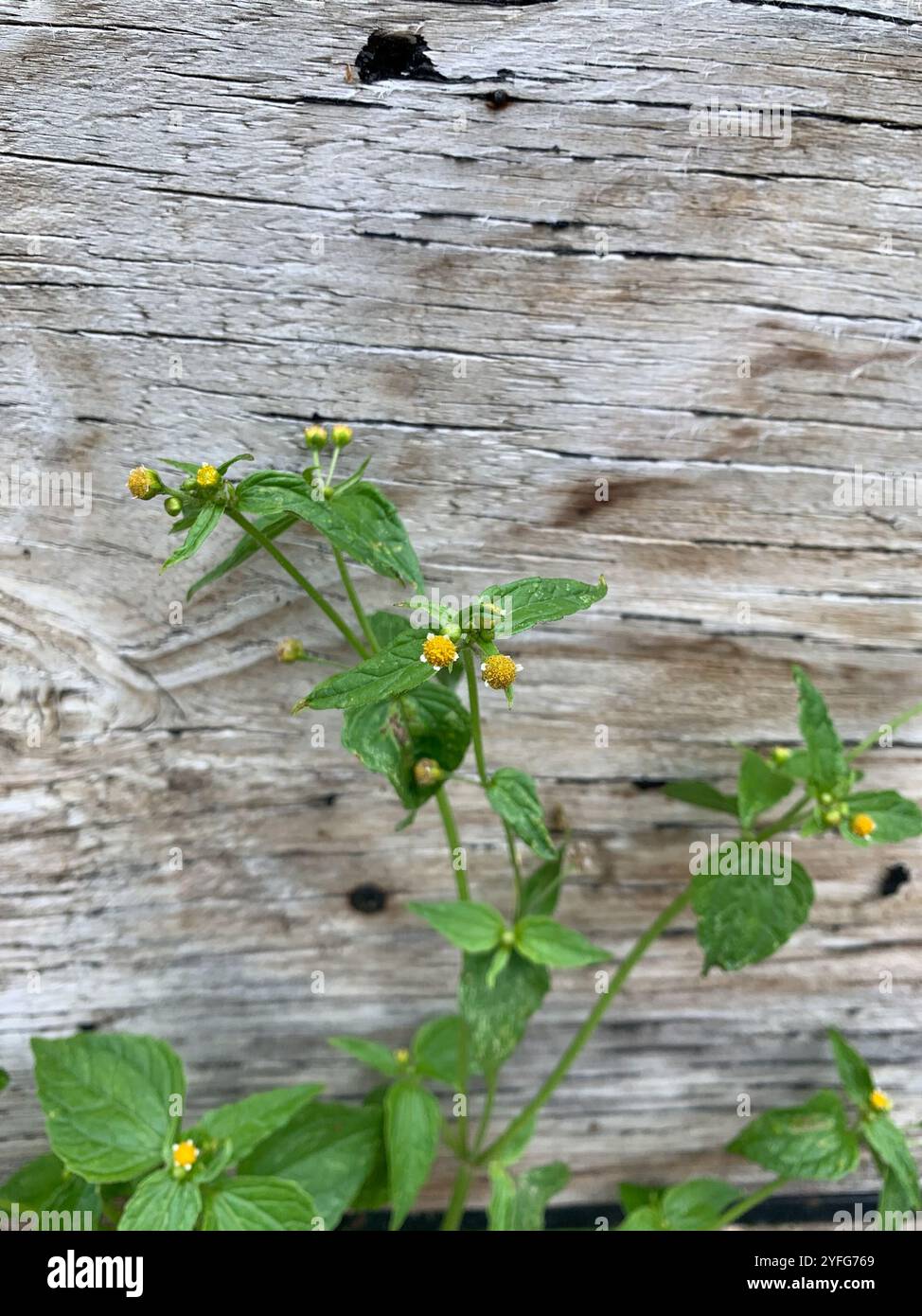 Galant Soldier (Galinsoga parviflora) Stockfoto