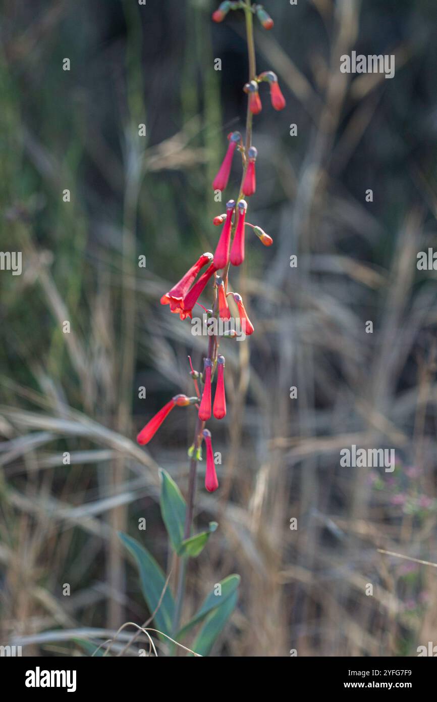 Scharlachbugler (Penstemon centranthifolius) Stockfoto