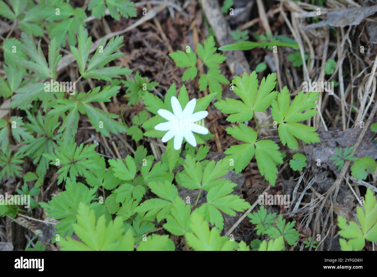 Altaische Anemone (Anemonoides altaica) Stockfoto