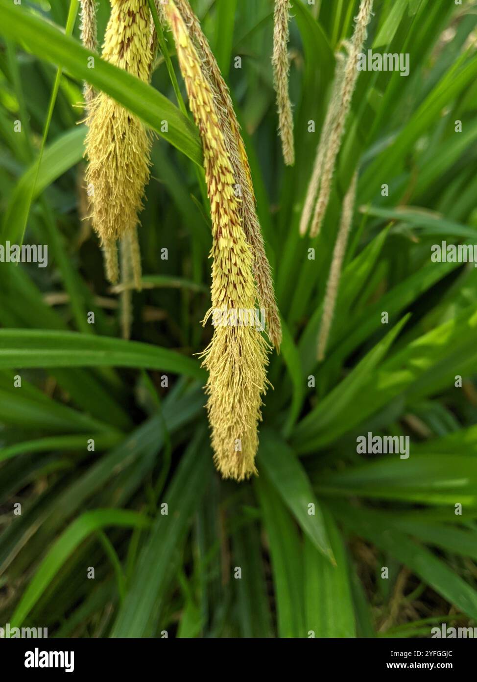 Hängende Segge (Carex Pendel) Stockfoto