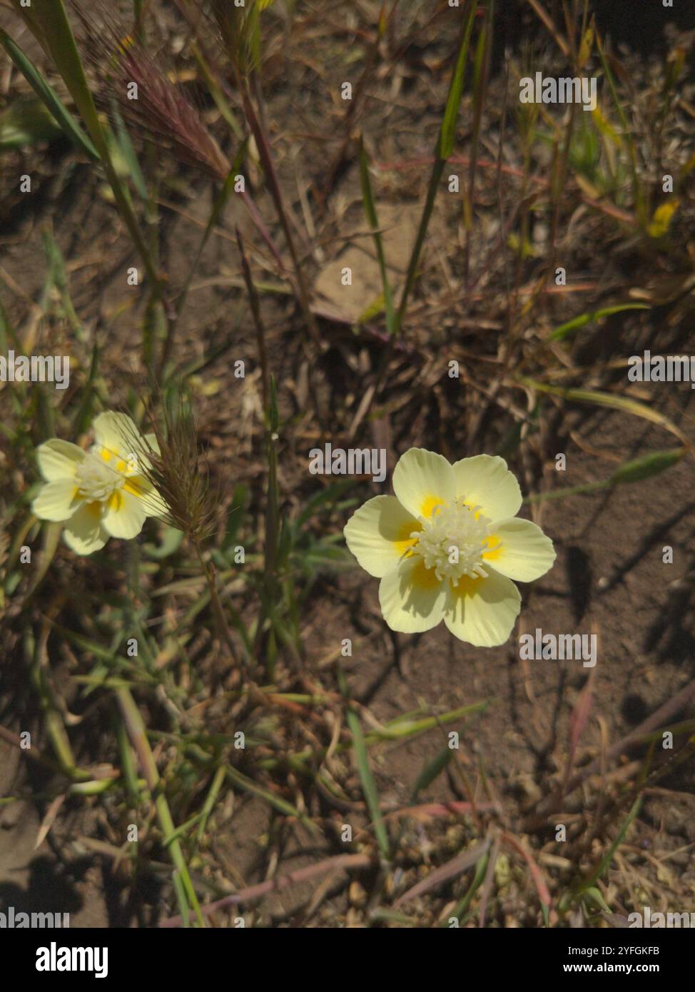 Creambecher (Platystemon californicus) Stockfoto