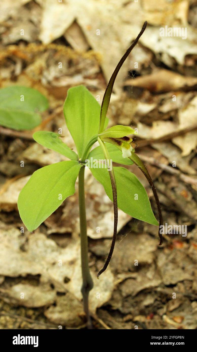 Pogonia (Isotria verticillata) Stockfoto