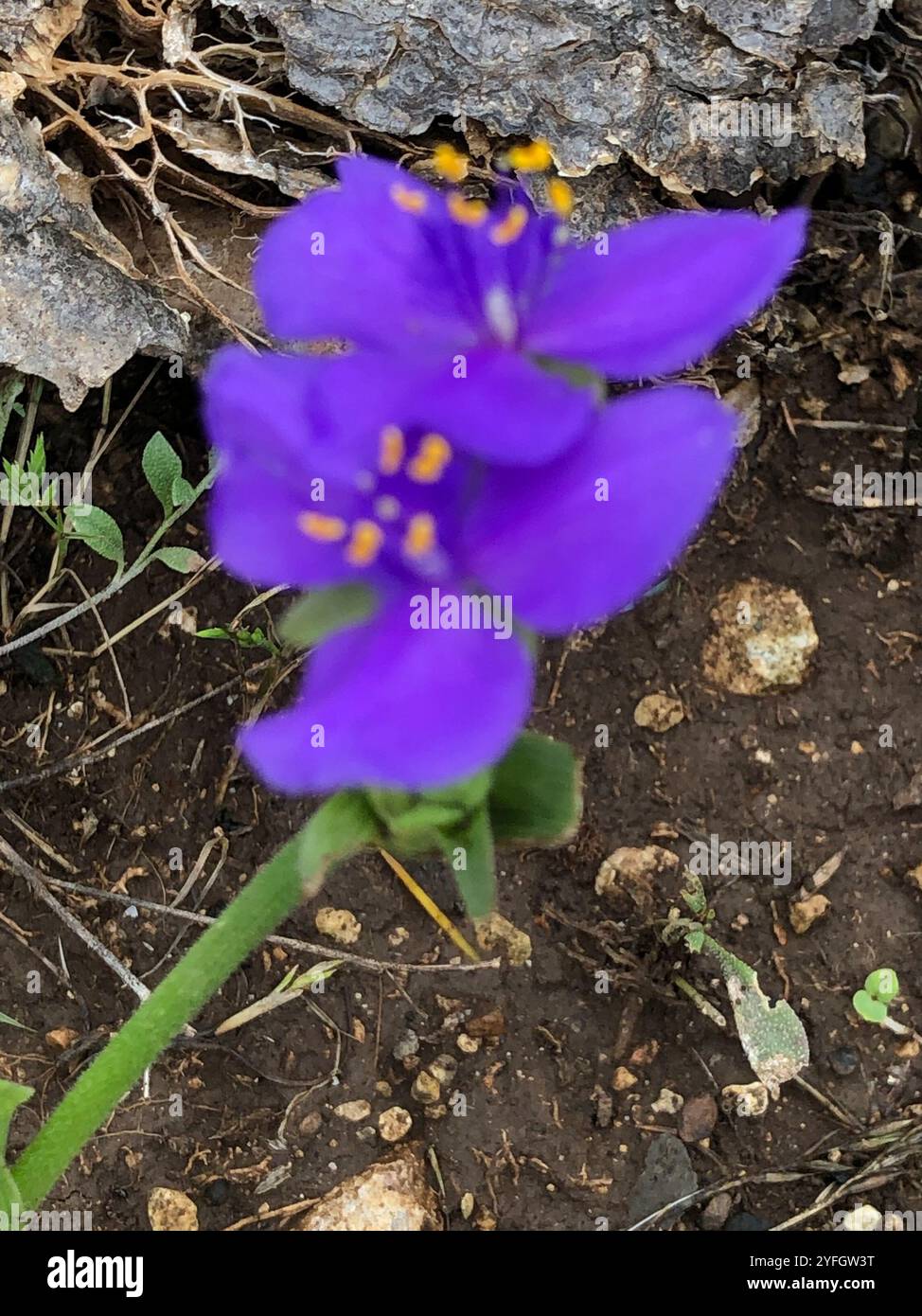 Westernspinnenkraut (Tradescantia occidentalis) Stockfoto