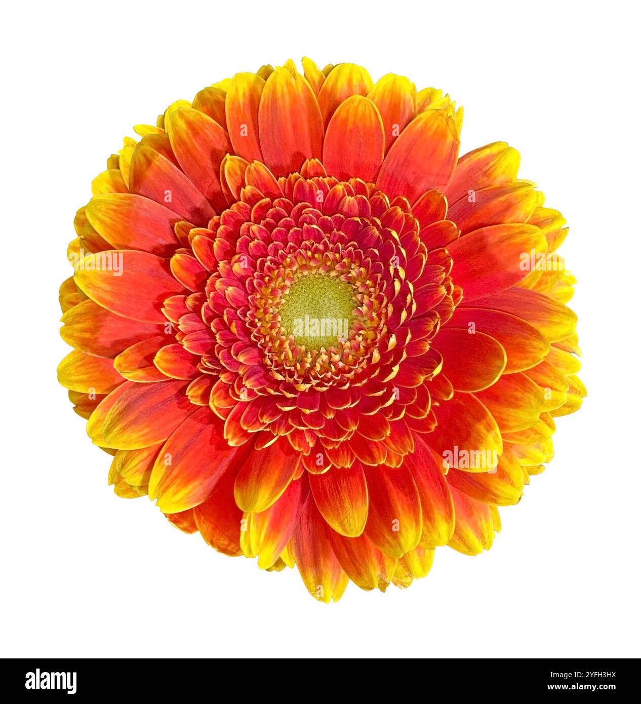 Wunderschöner orange-gelber Gerbera Gänseblümchen Kopf isoliert auf weißem Hintergrund. Objekt mit Beschneidungspfad. Stockfoto