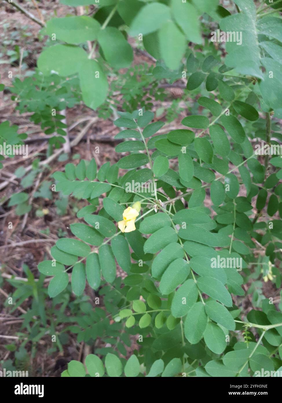 Sibirische Peashrub (Caragana Arborescens) Stockfoto