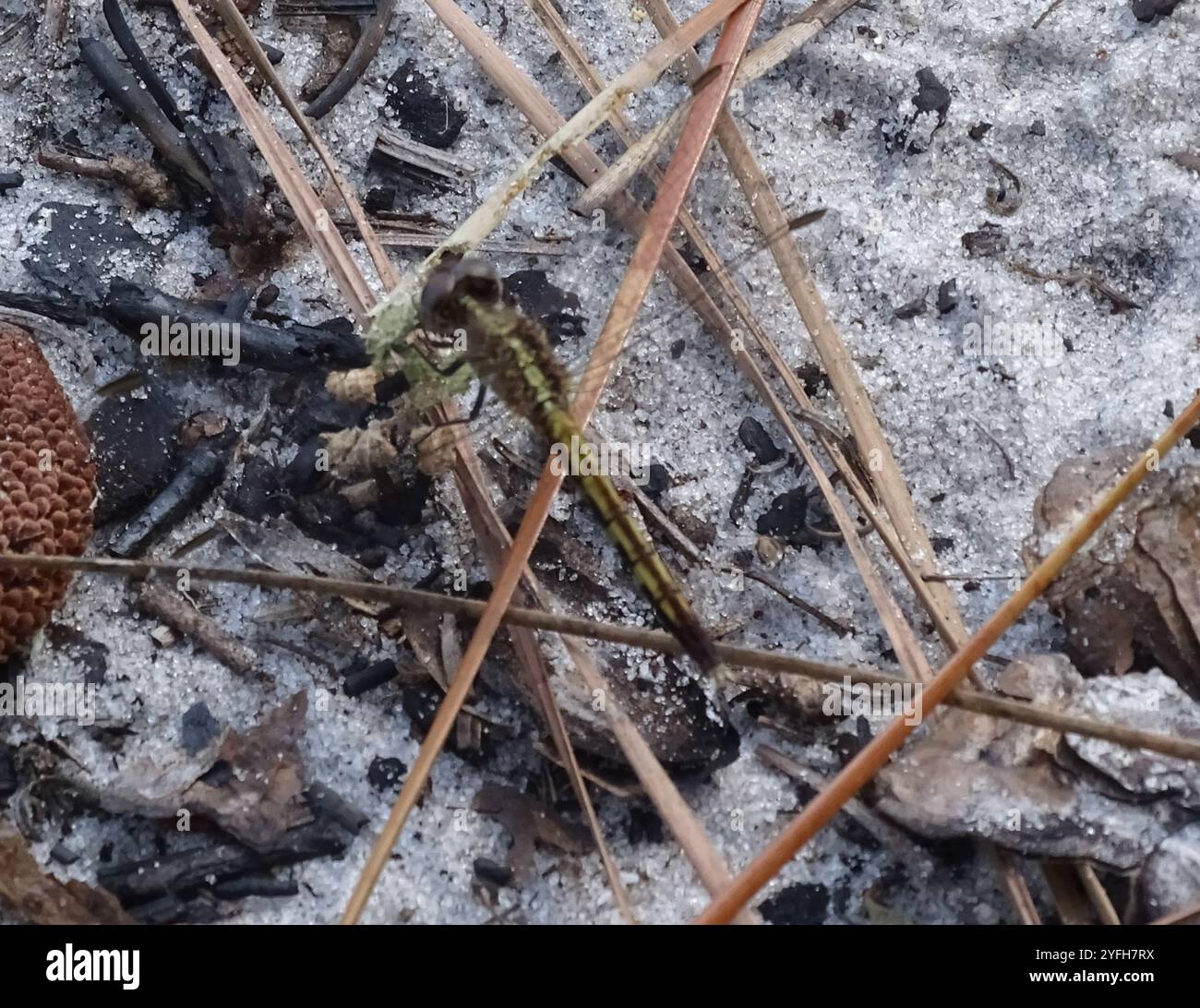 Little Blue Dragonlet (Erythrodiplax minuscula) Stockfoto