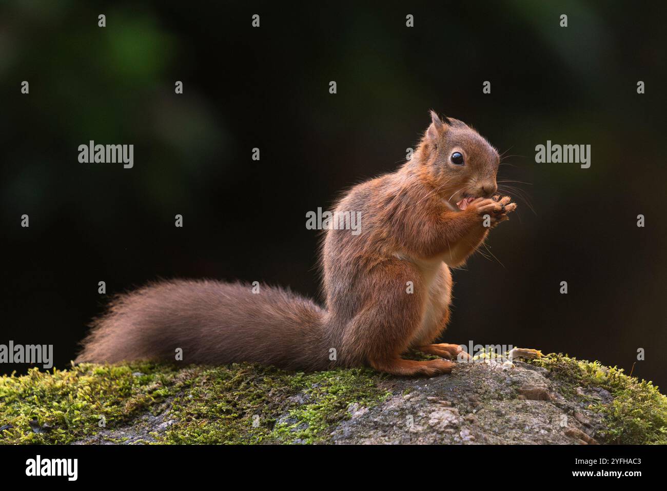 Cumbria, Großbritannien. 29. Oktober 2024. Rote Eichhörnchen. Foto von Richard Holmes. Stockfoto