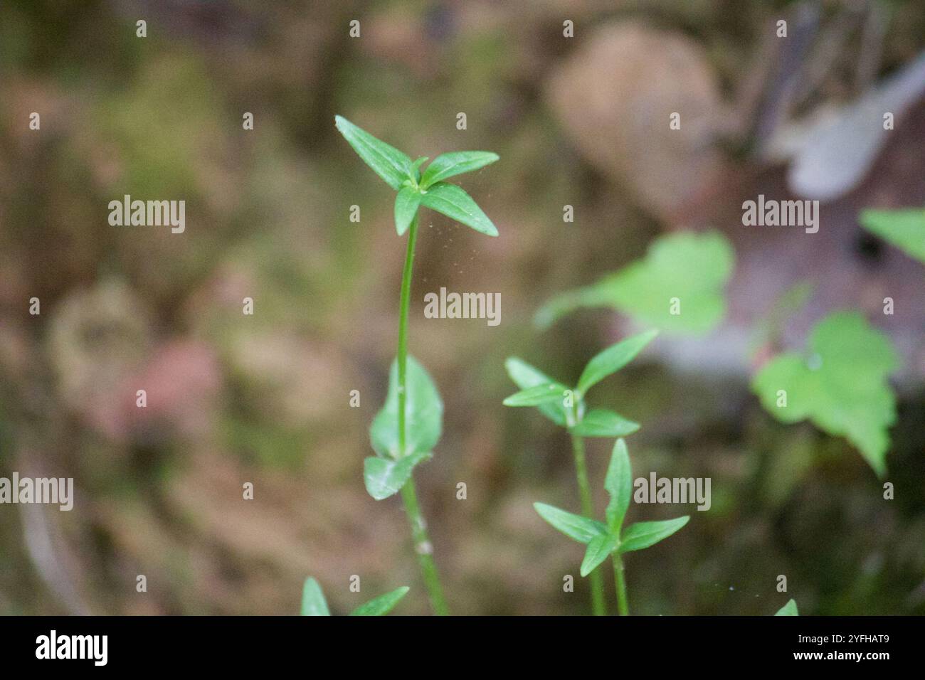 Lakritzbettstroh (Galium circaezans) Stockfoto