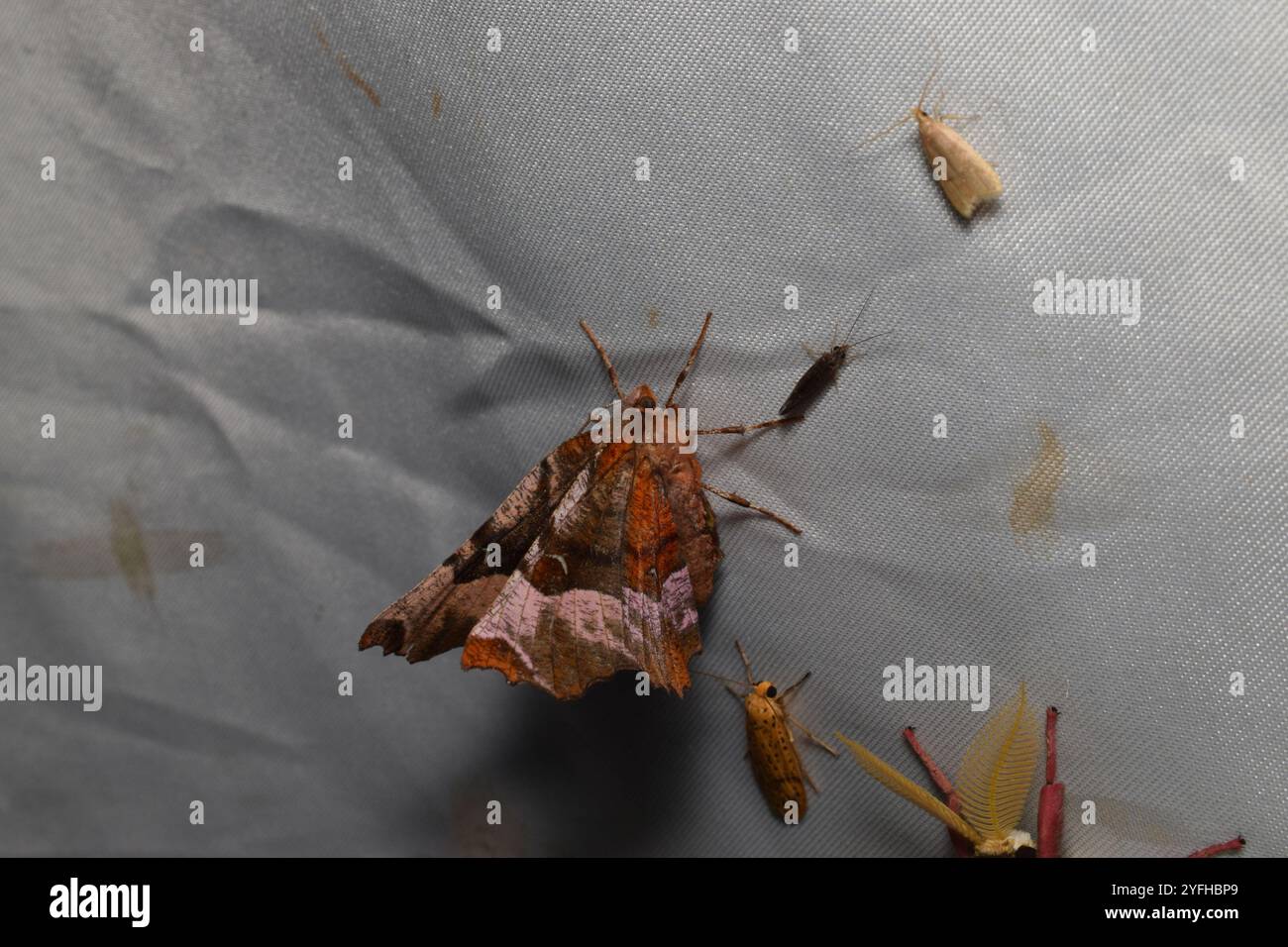 Lila Thorn (Selenia Tetralunaria) Stockfoto