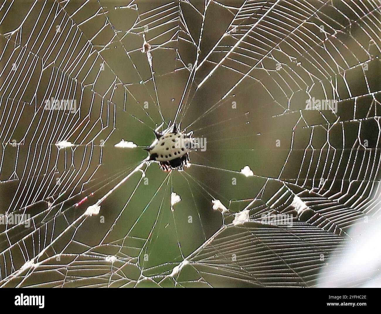 Spinyback Orbweaver (Gasteracantha cancriformis) Stockfoto