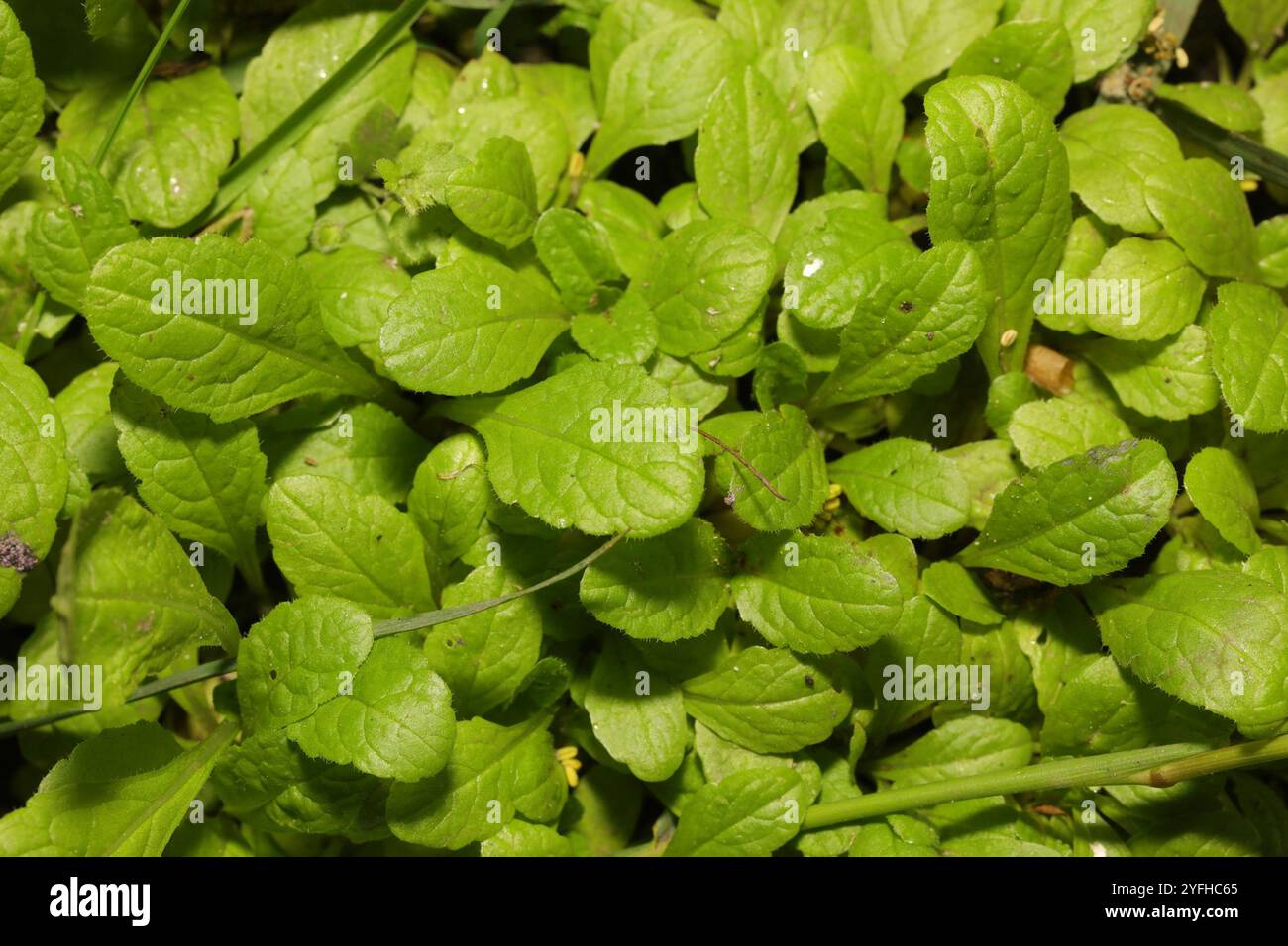 Teppichbügel (Ajuga reptans) Stockfoto
