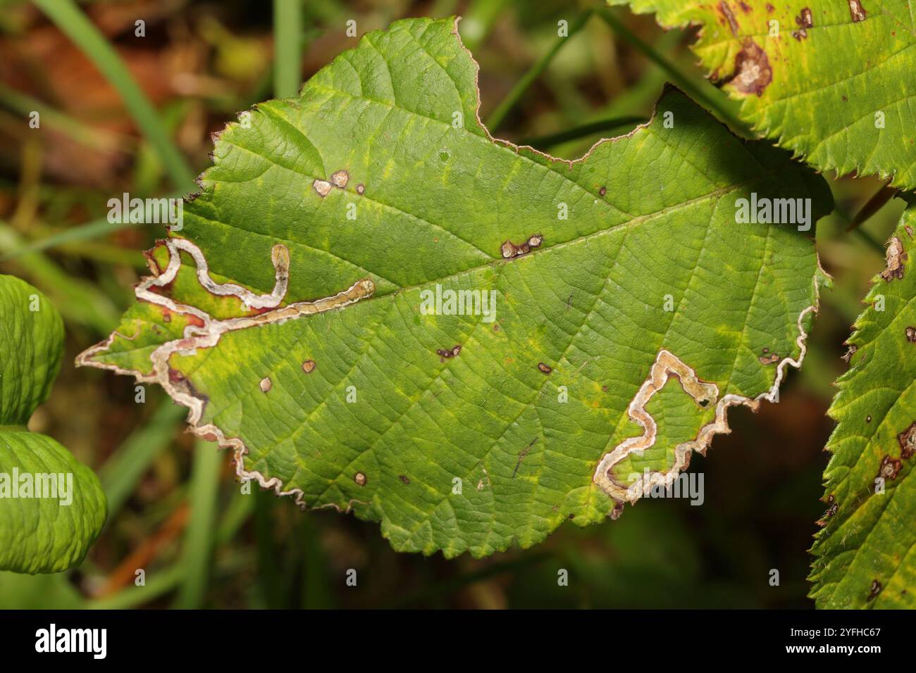 Goldenes Pigmy (Stigmella aurella) Stockfoto