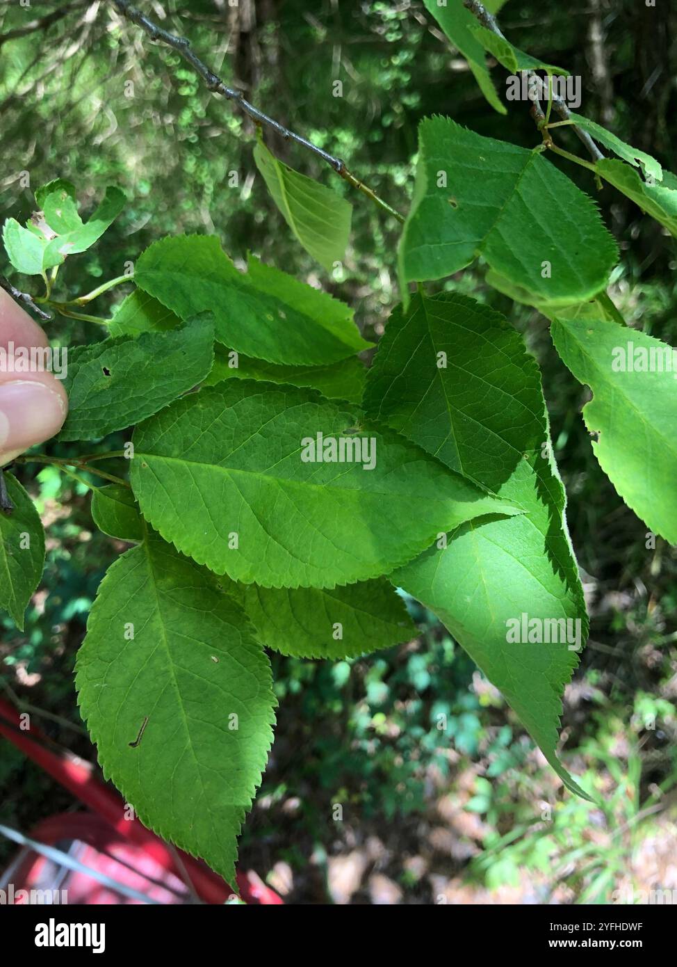 Mexikanische Pflaume (Prunus mexicana) Stockfoto