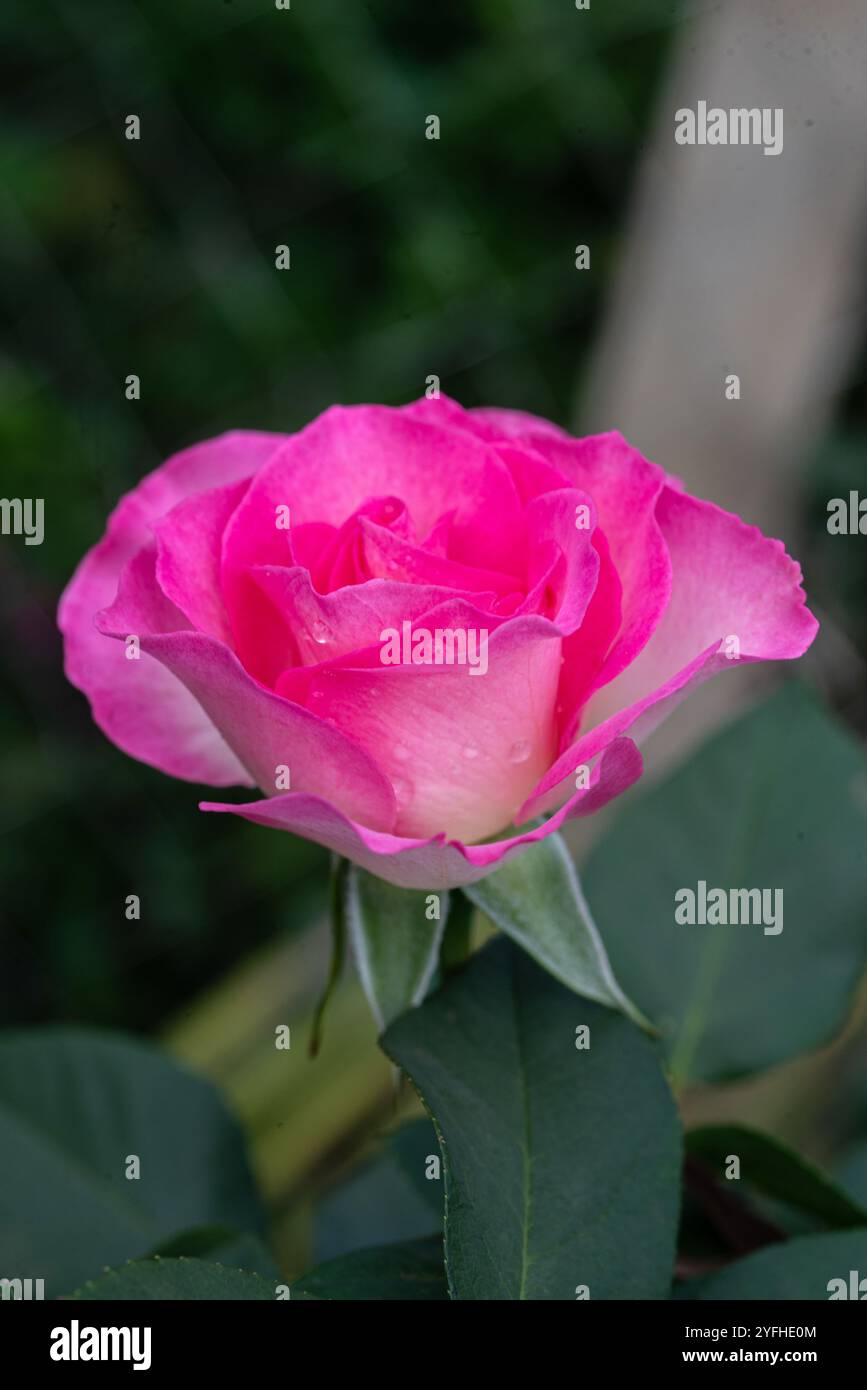 Französische Rose (Rosa gallica) - Kampala Uganda Stockfoto