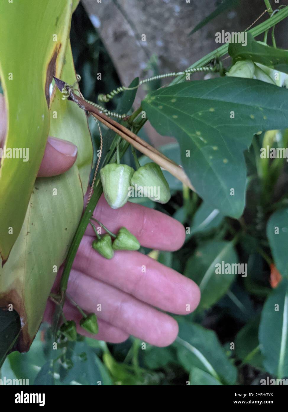Doppelblume Passionsblume (Passiflora biflora) Stockfoto