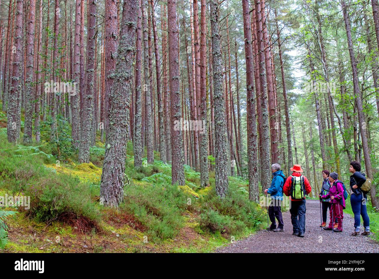 Wanderer im schottischen Kiefernwald bei Inverness Stockfoto