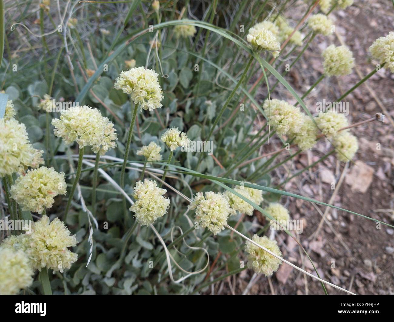 Buchweizen (Eriogonum ovalifolium) Stockfoto