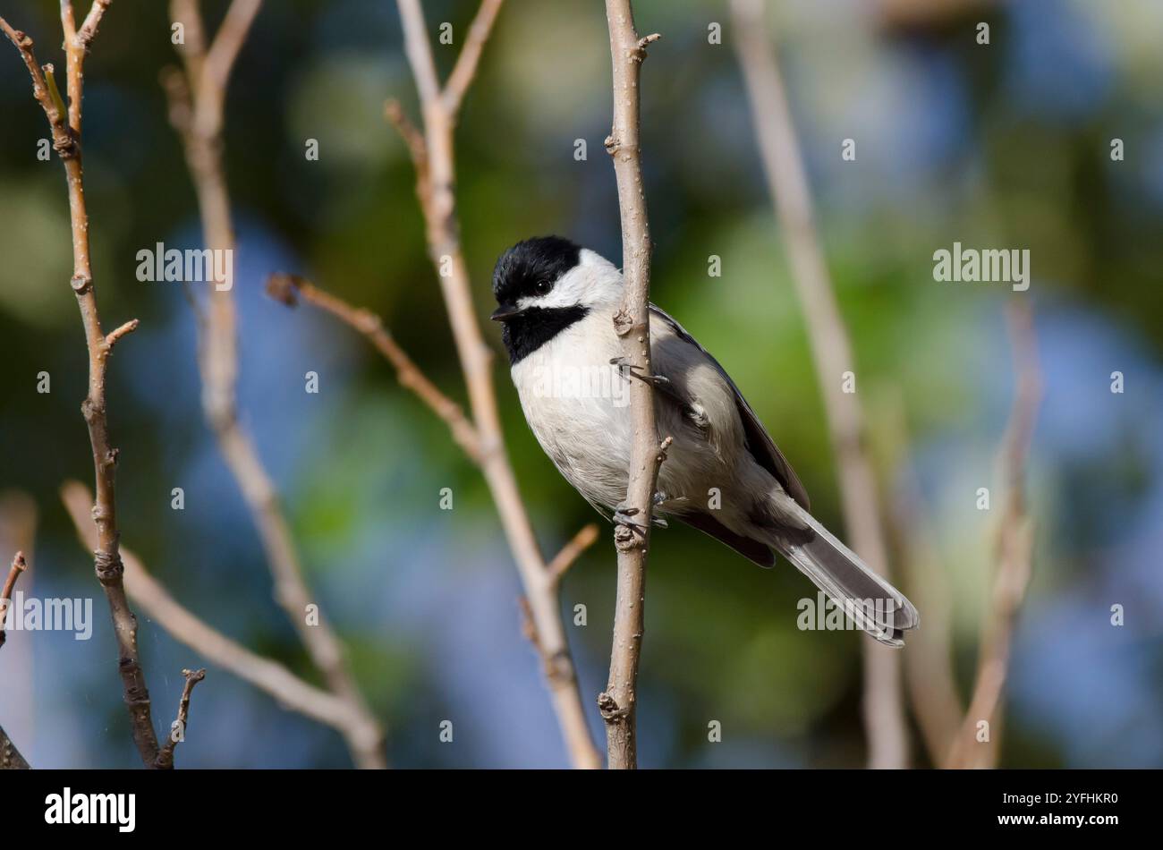 Carolina Chickadee, Poecile carolinensis Stockfoto