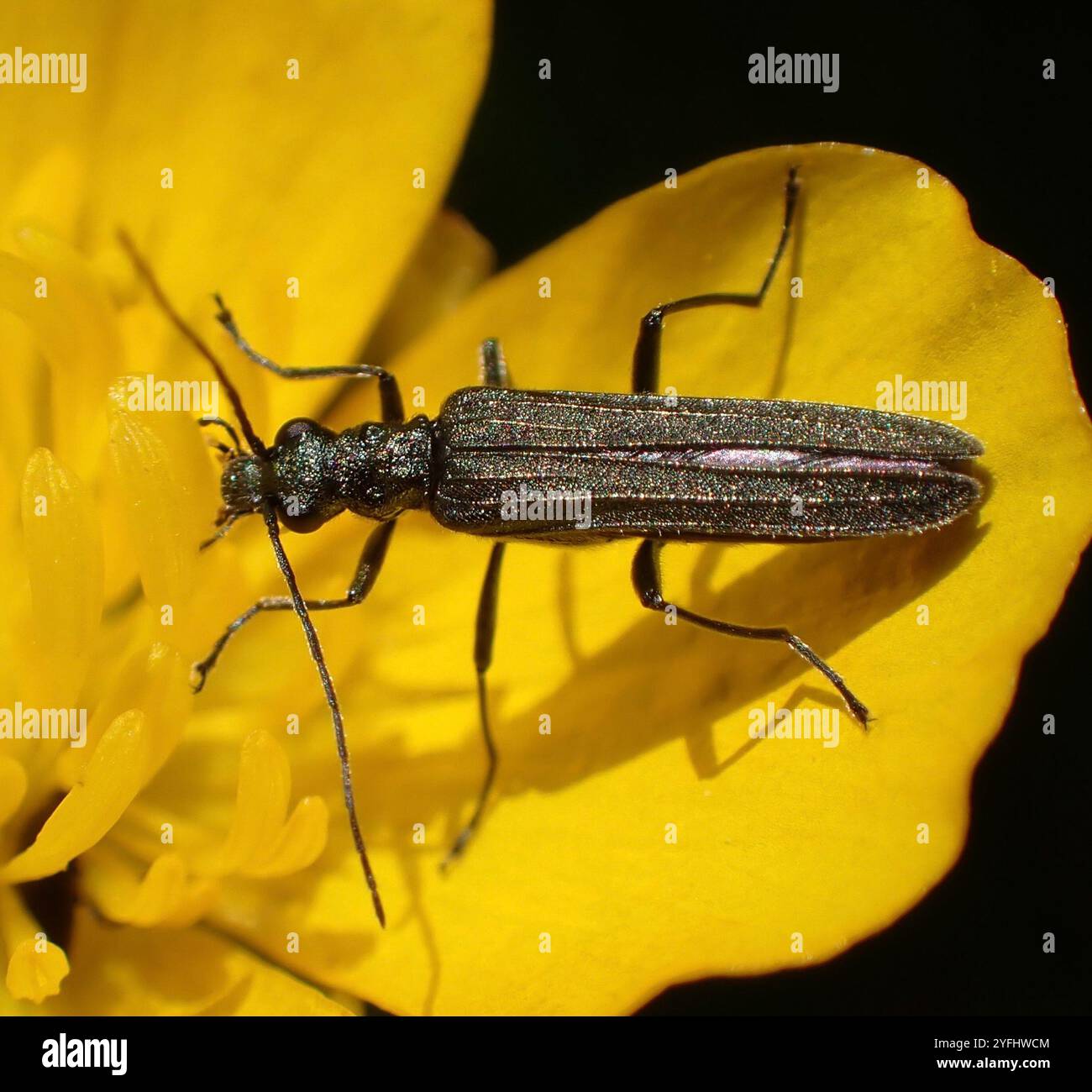 (Oedemera lurida) Stockfoto