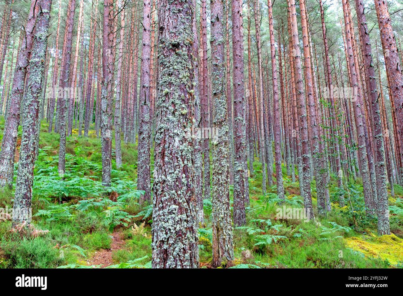 Schottischer Kiefernwald in der Nähe von Inverness Stockfoto