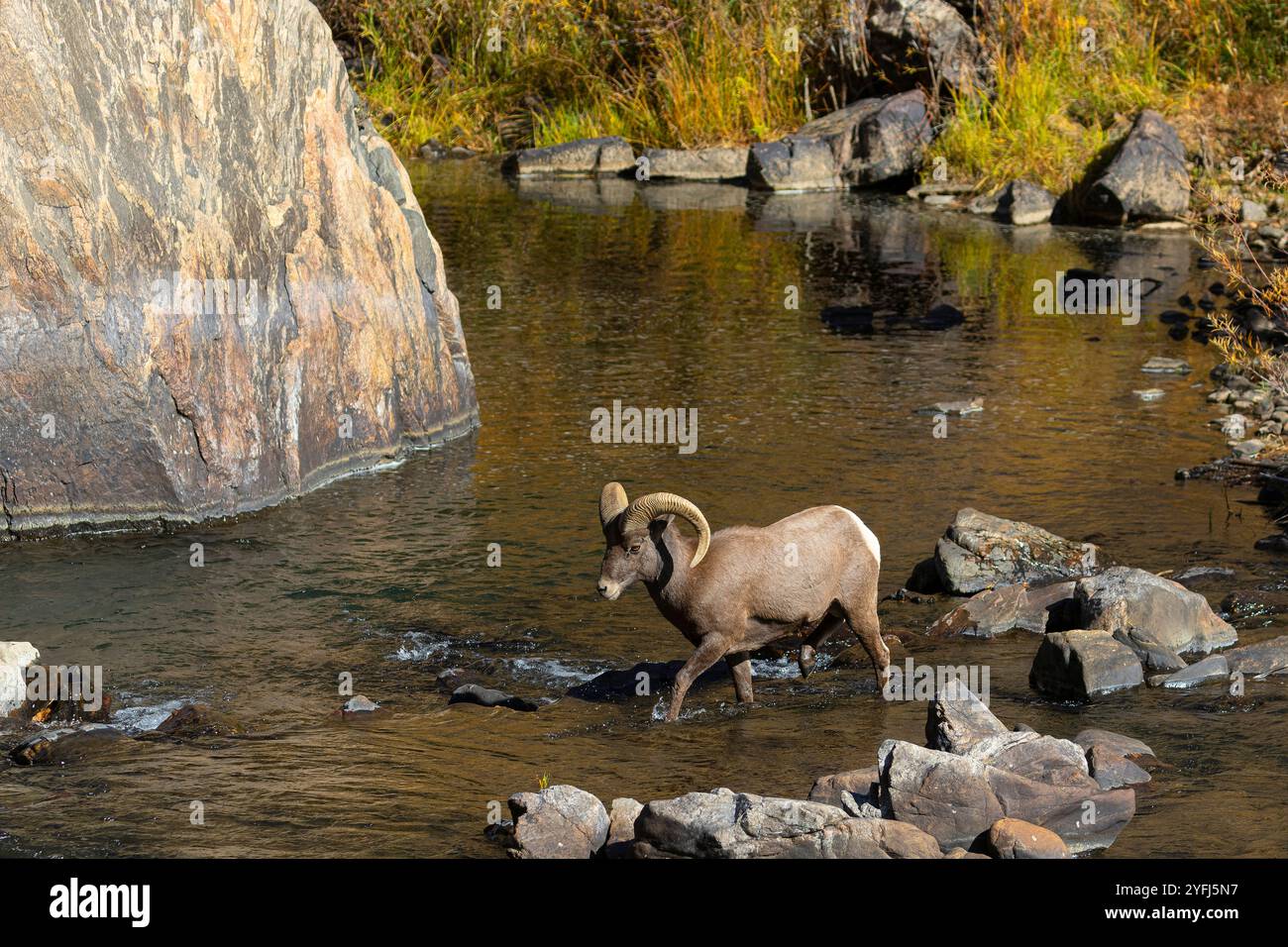 Bighorn Schafe in Waterton Canyon Colorado Stockfoto