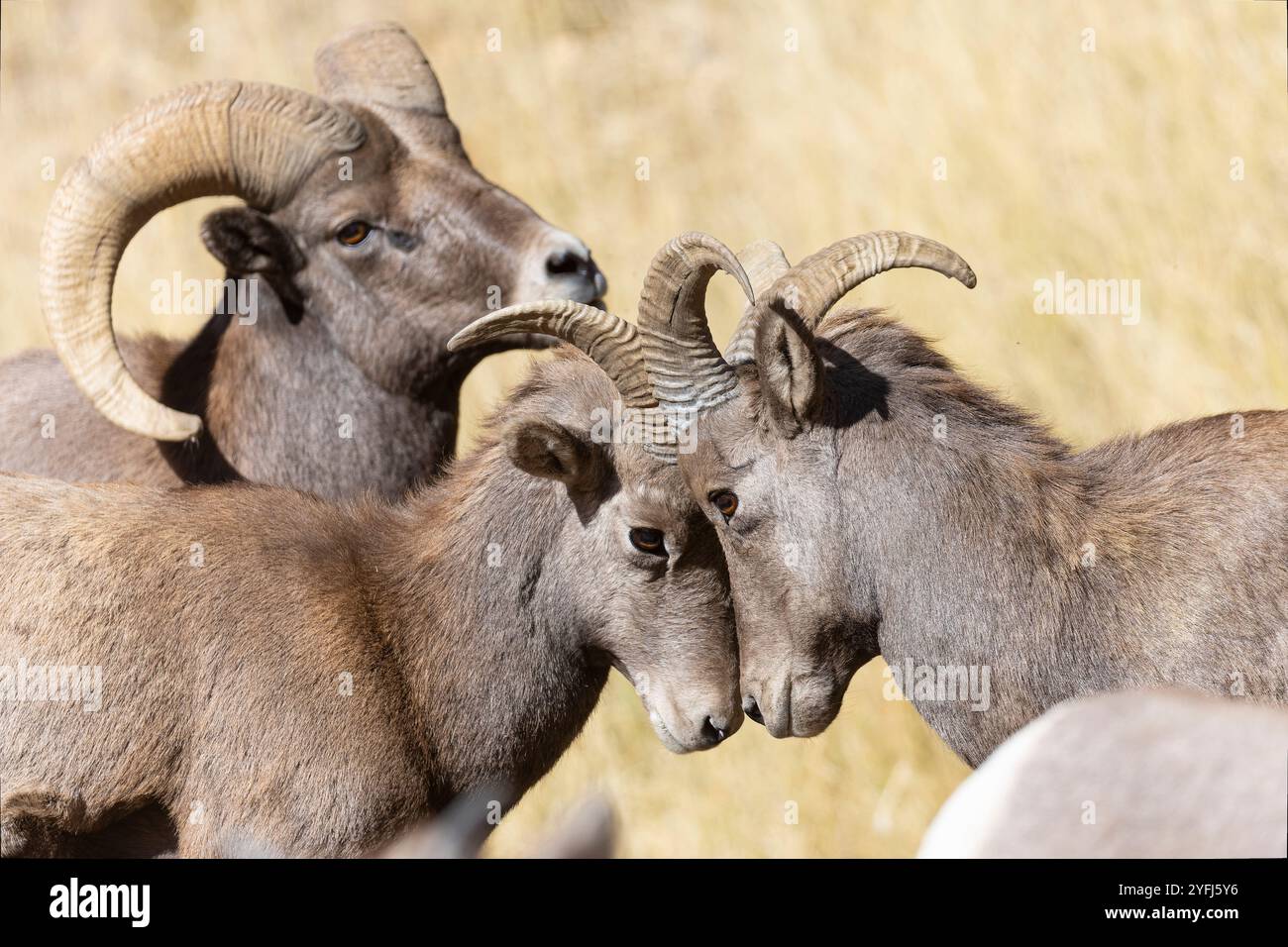 Bighorn Schafe in Waterton Canyon Colorado Stockfoto