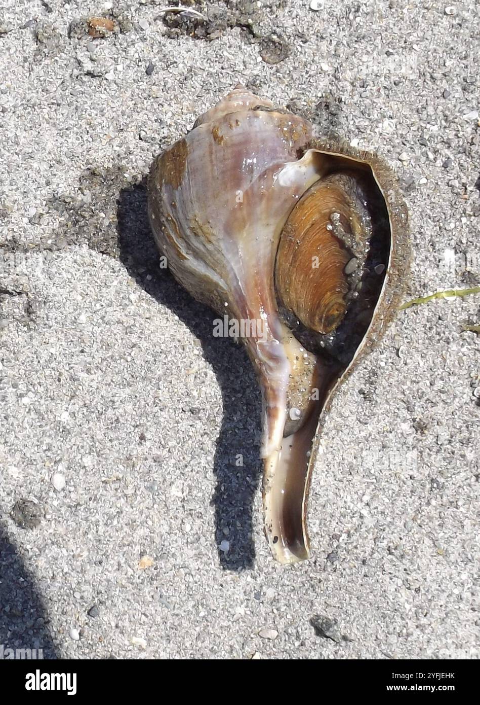 Channeled Whelk (Busycotypus canaliculatus) Stockfoto