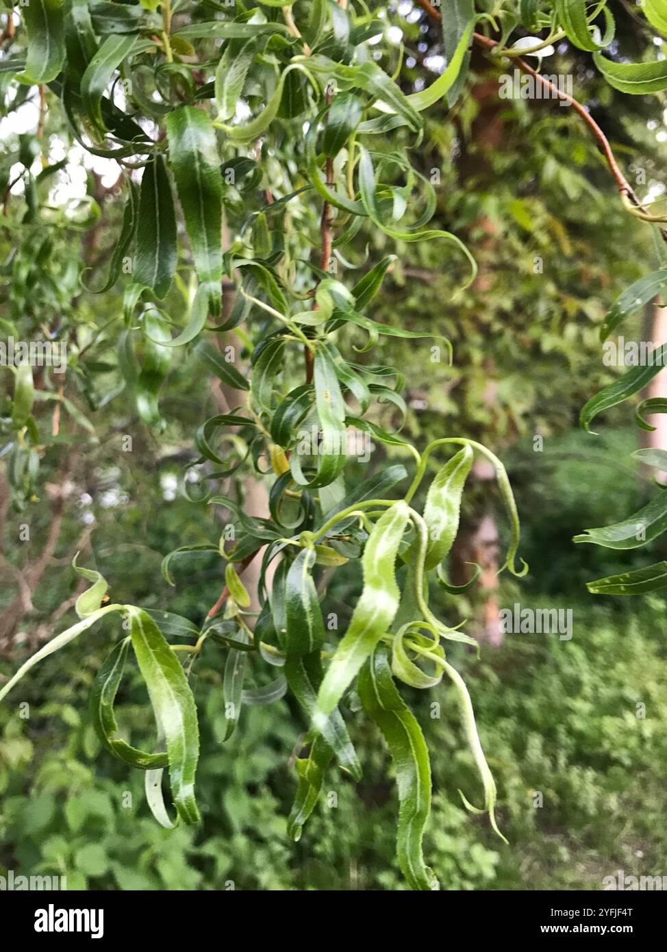 Lockige Weide (Salix babylonica tortuosa) Stockfoto