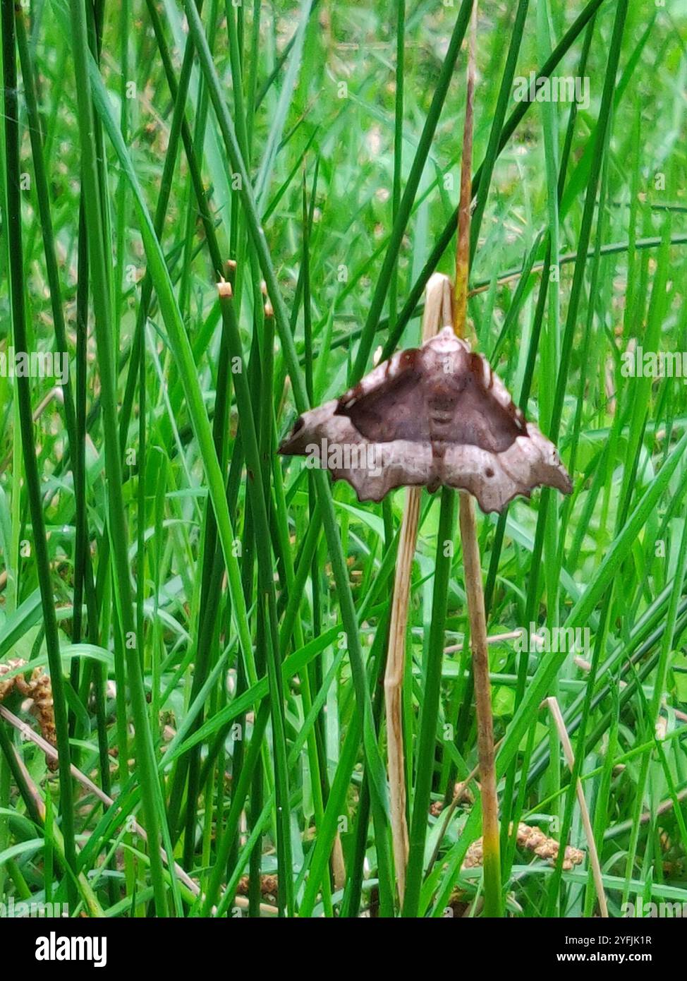 Lila Thorn (Selenia Tetralunaria) Stockfoto