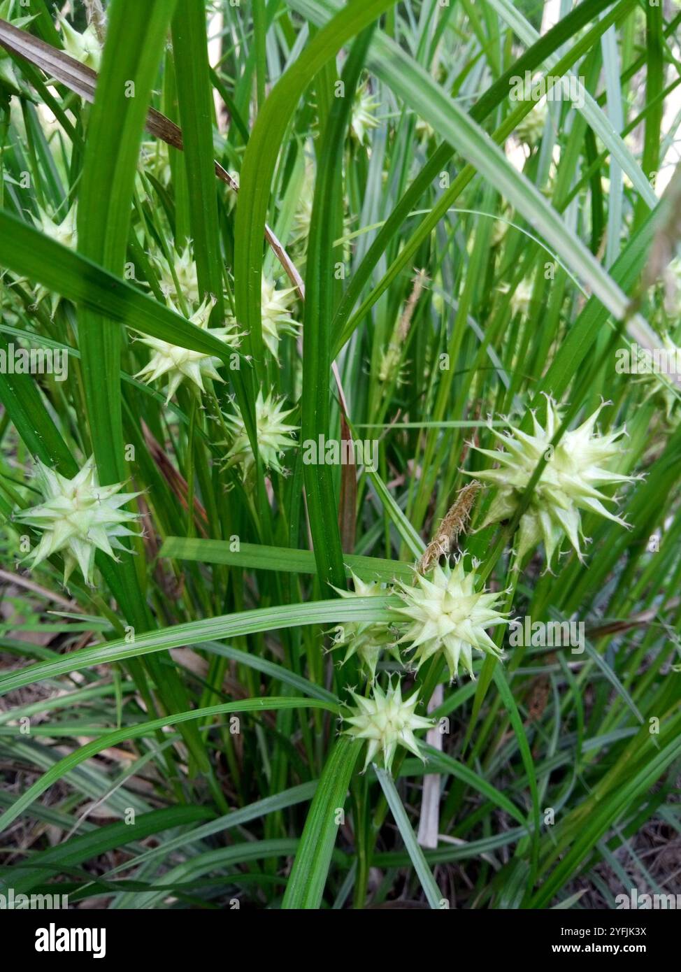 Gray's Segge (Carex gryi) Stockfoto