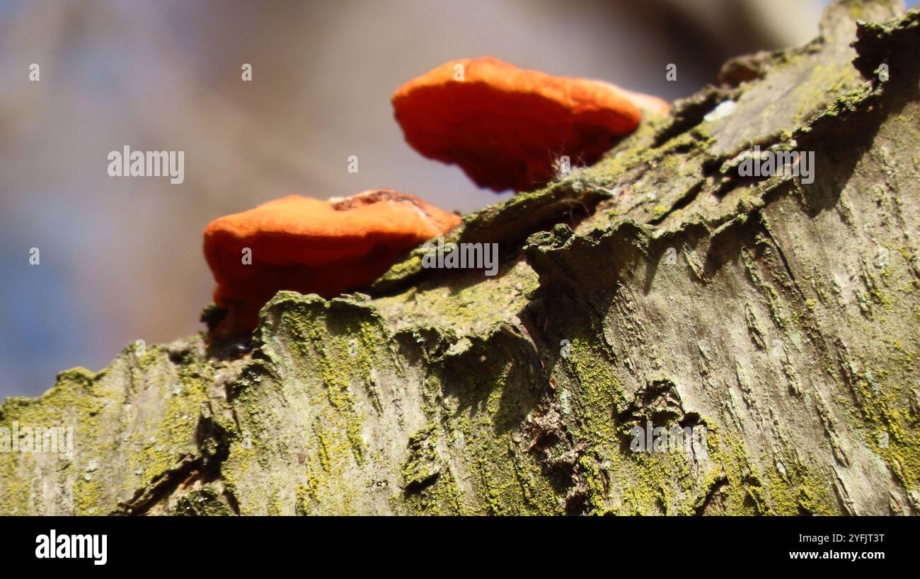 Nördliches Zinnober-Polypore (Trametes cinnabarina) Stockfoto