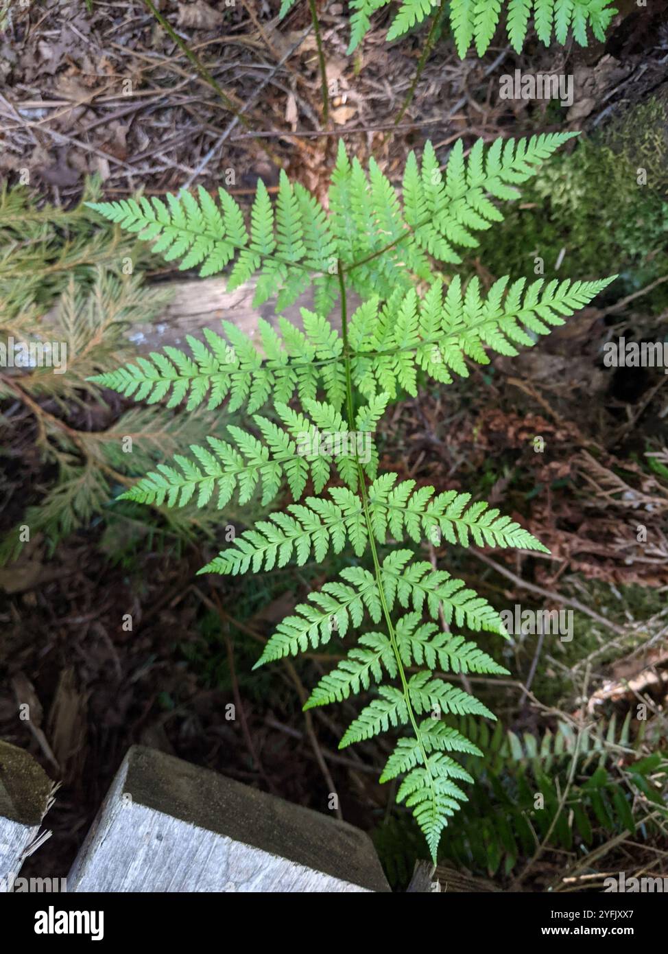 Holzfarn ausstreuen (Dryopteris expansa) Stockfoto