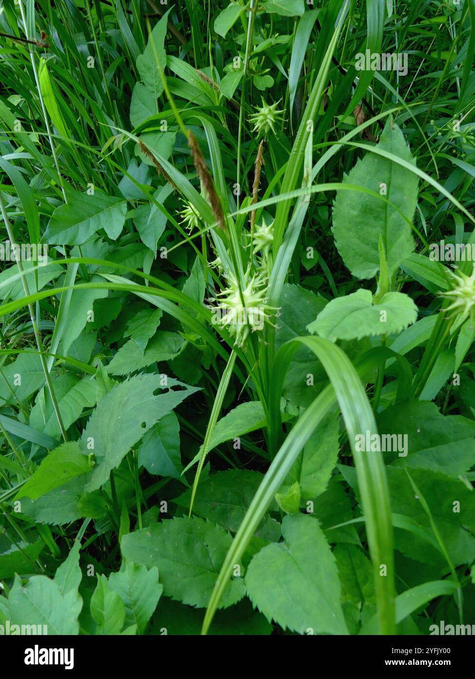 Gray's Segge (Carex gryi) Stockfoto