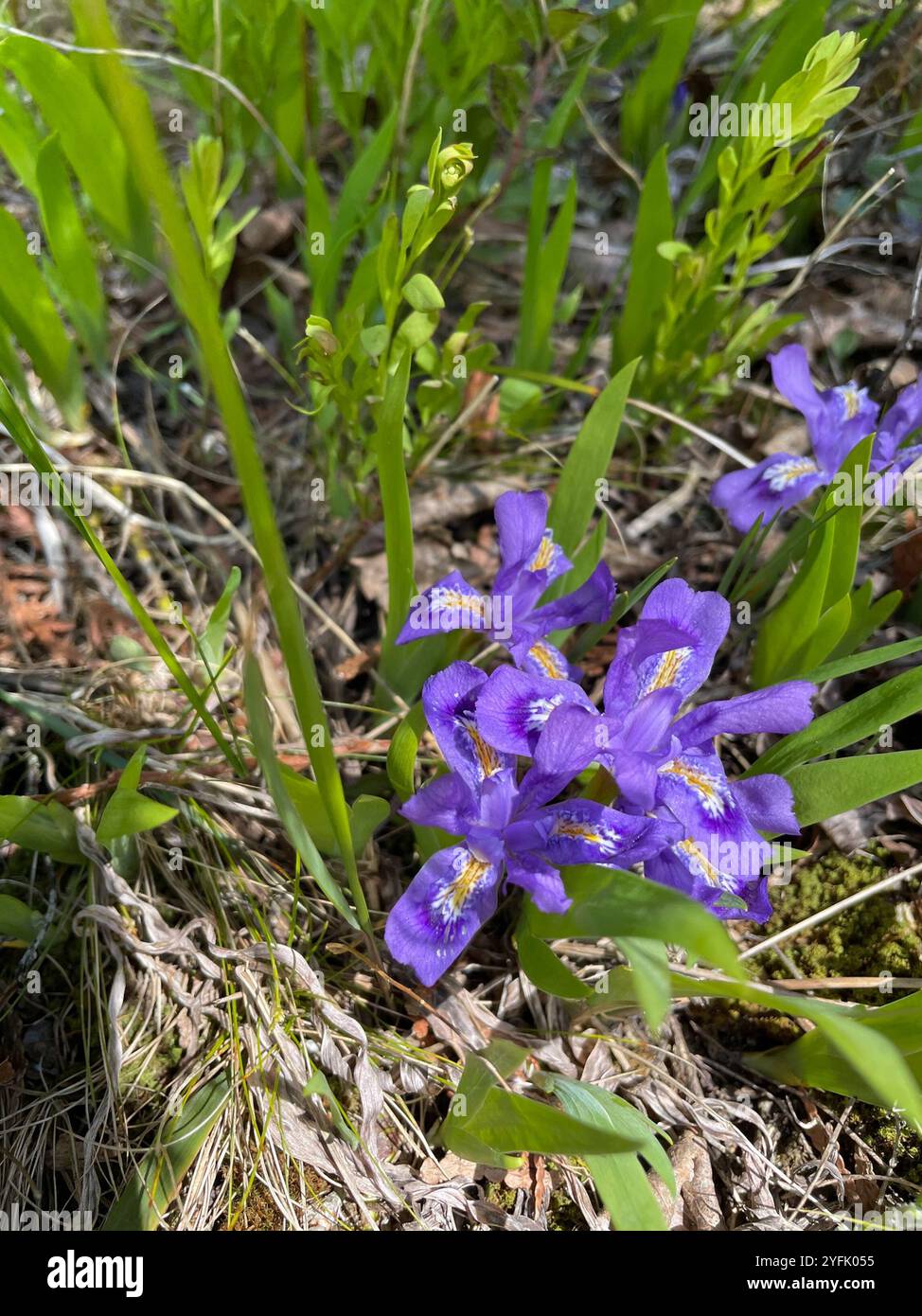 Zwerg See Iris (Iris Lacustris) Stockfoto
