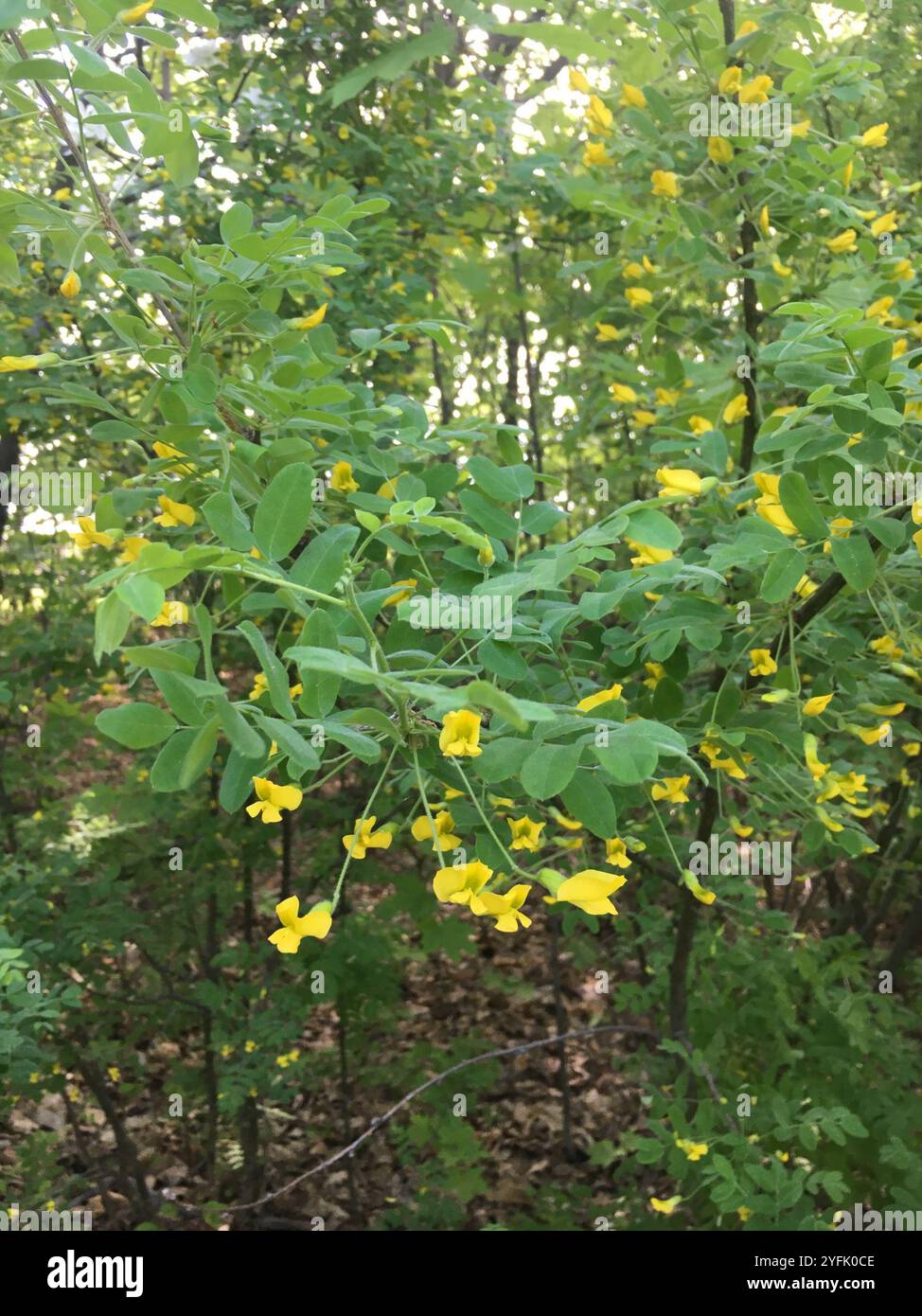 Sibirische Peashrub (Caragana Arborescens) Stockfoto