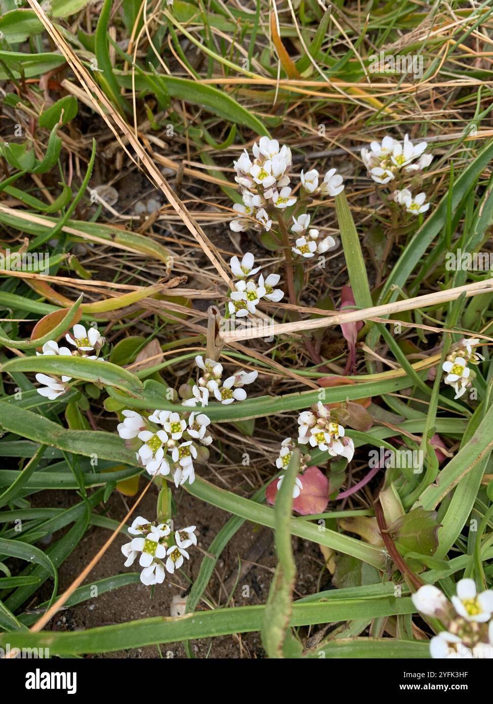 Englisch Scurvygrass (Cochlearia anglica) Stockfoto