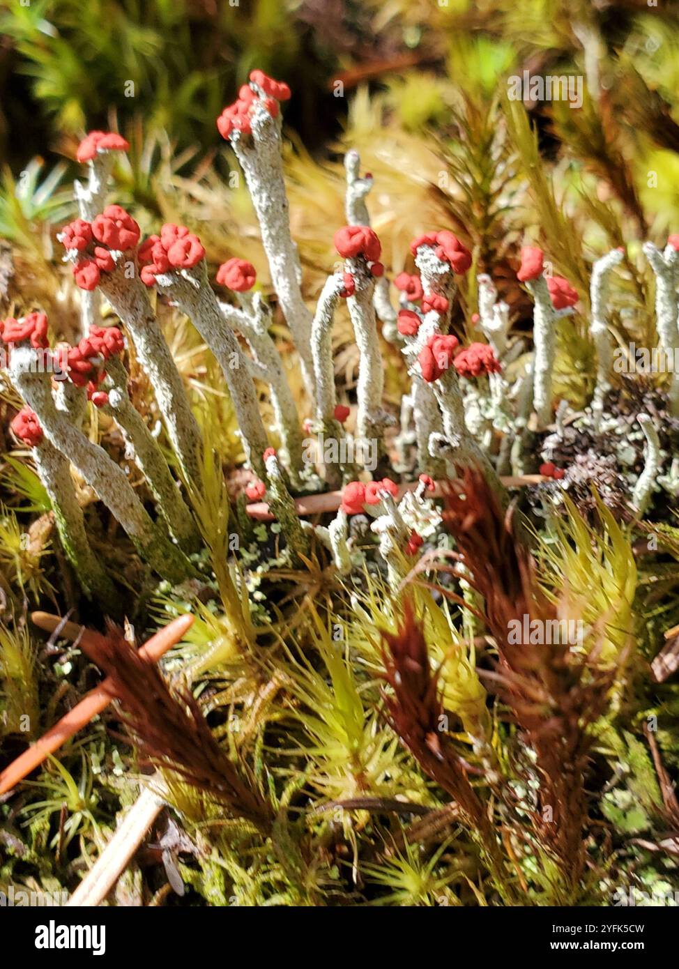 Lippenstift Powderhorn (Cladonia macilenta) Stockfoto