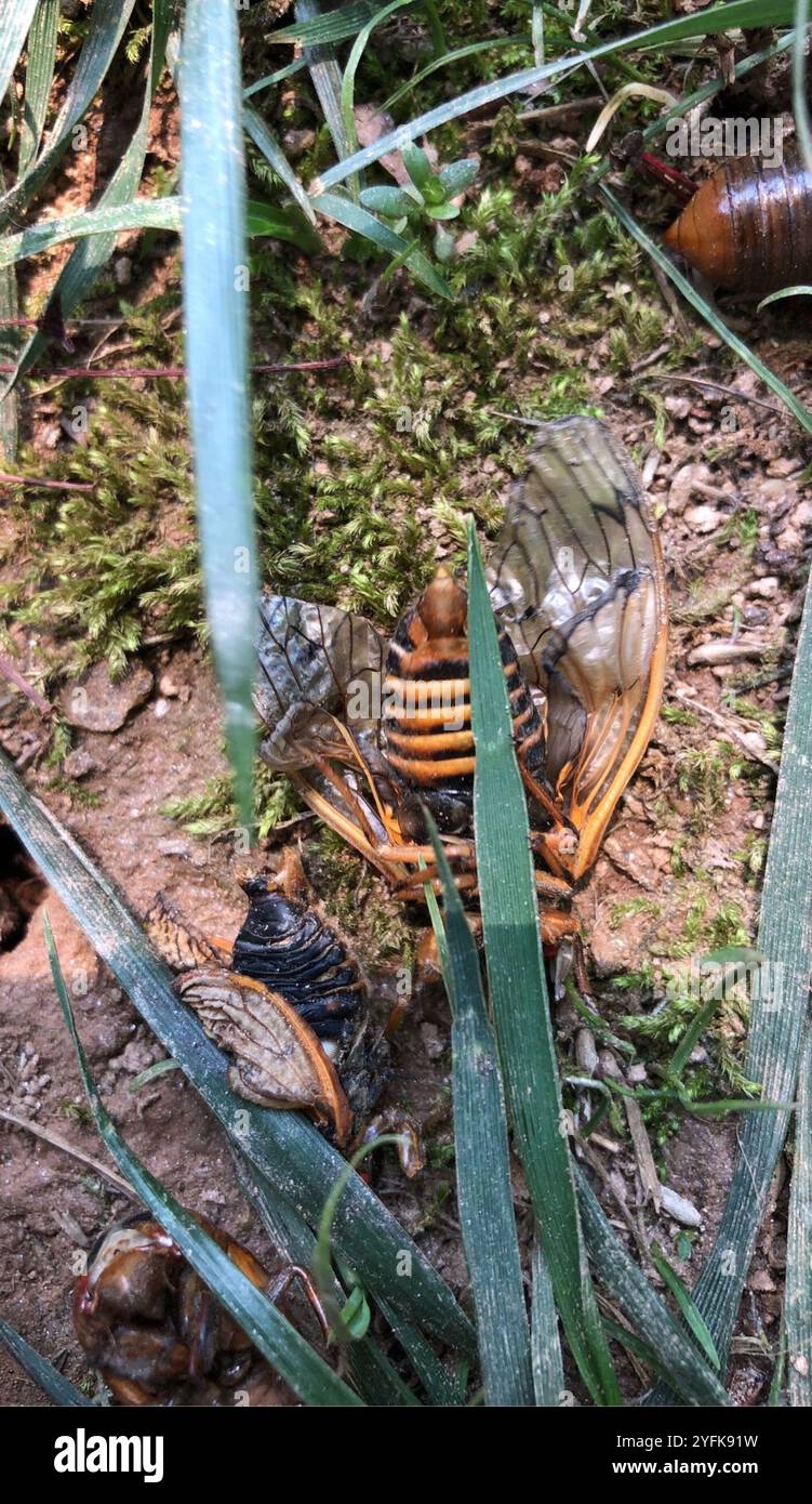 Pharao Cicada (Magicicada septendecim) Stockfoto