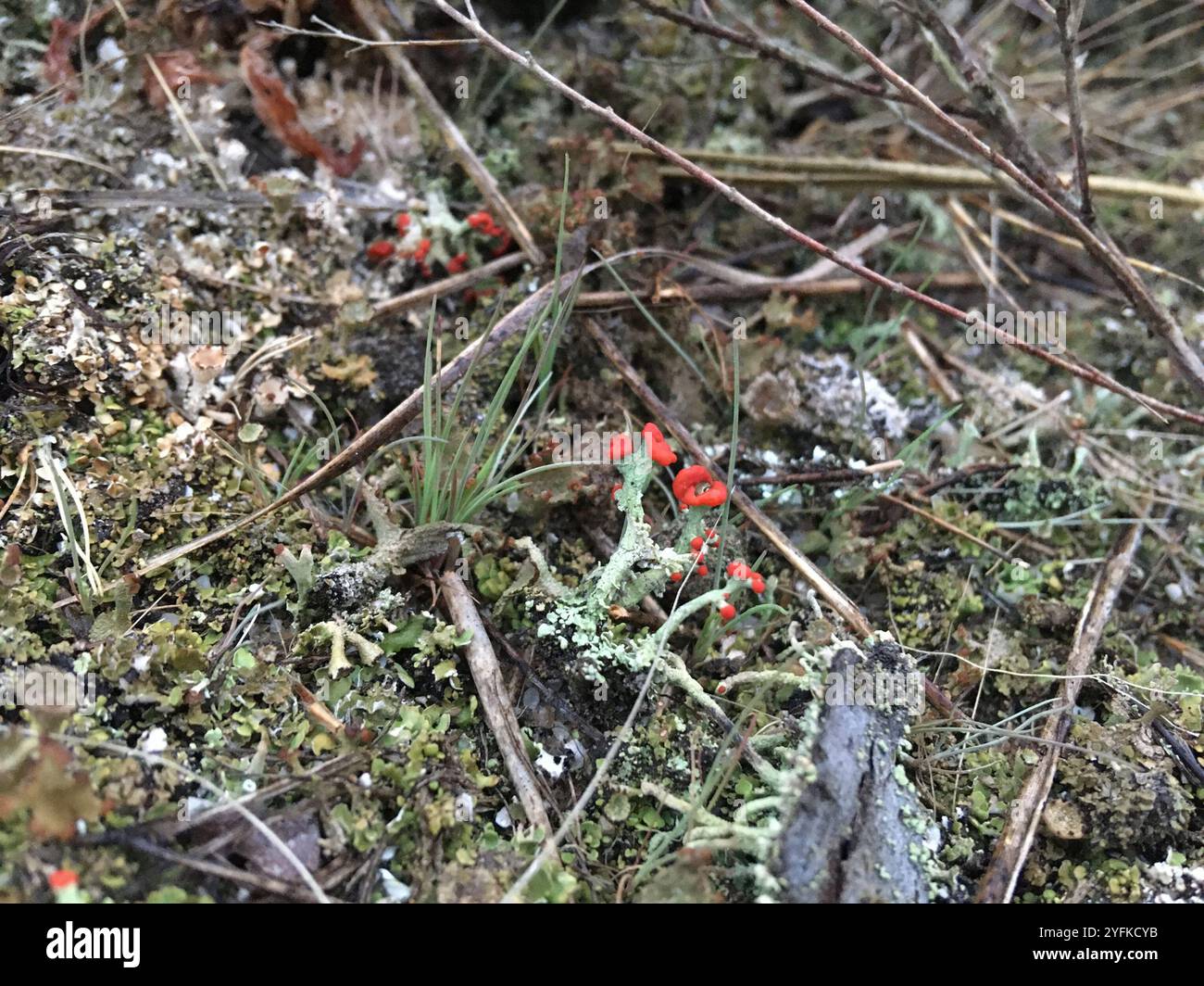 Britische Soldatenflechte (Cladonia cristatella) Stockfoto