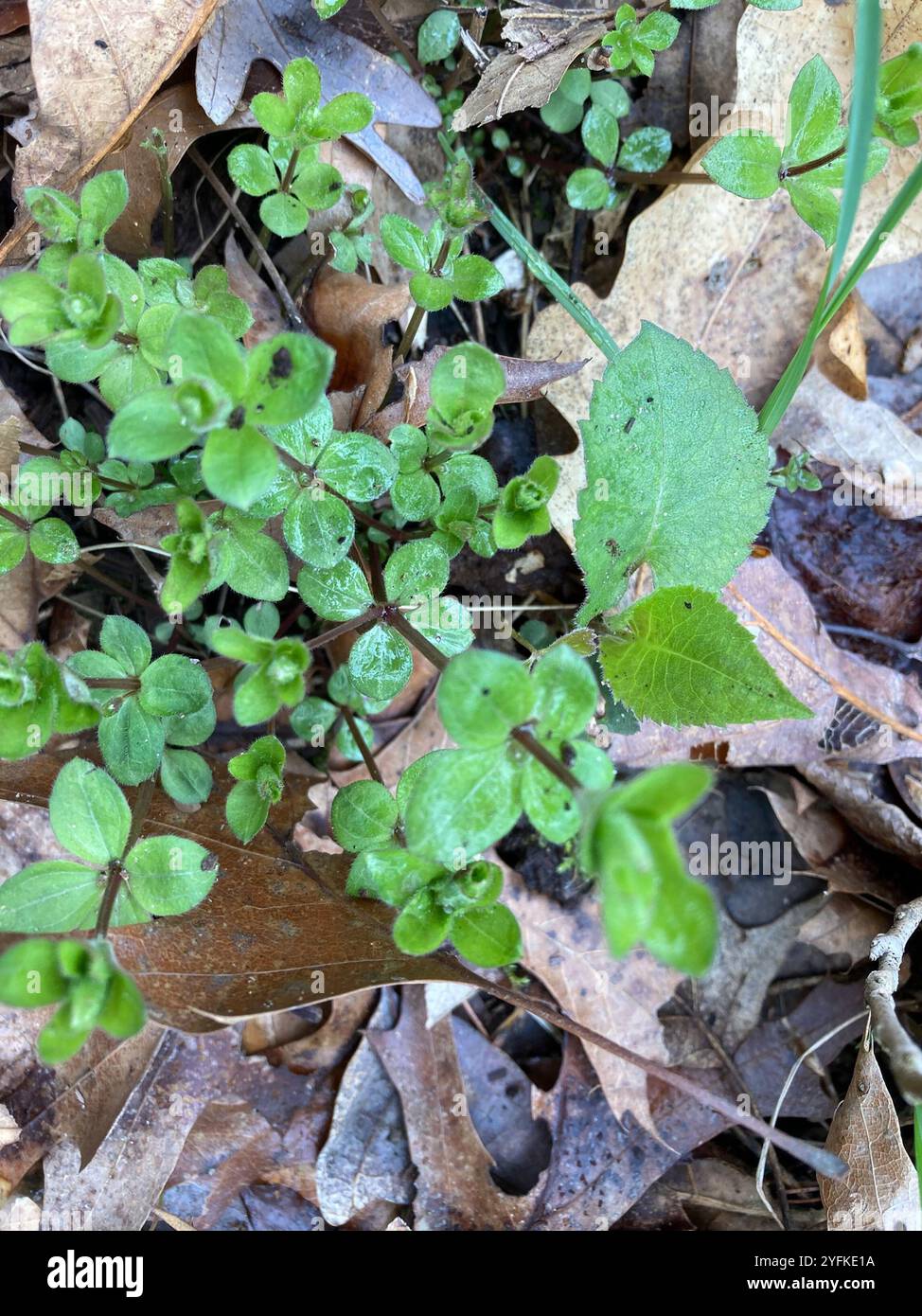 Lakritzbettstroh (Galium circaezans) Stockfoto