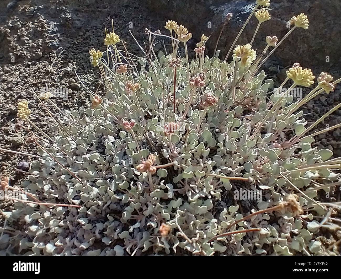 Buchweizen (Eriogonum ovalifolium) Stockfoto