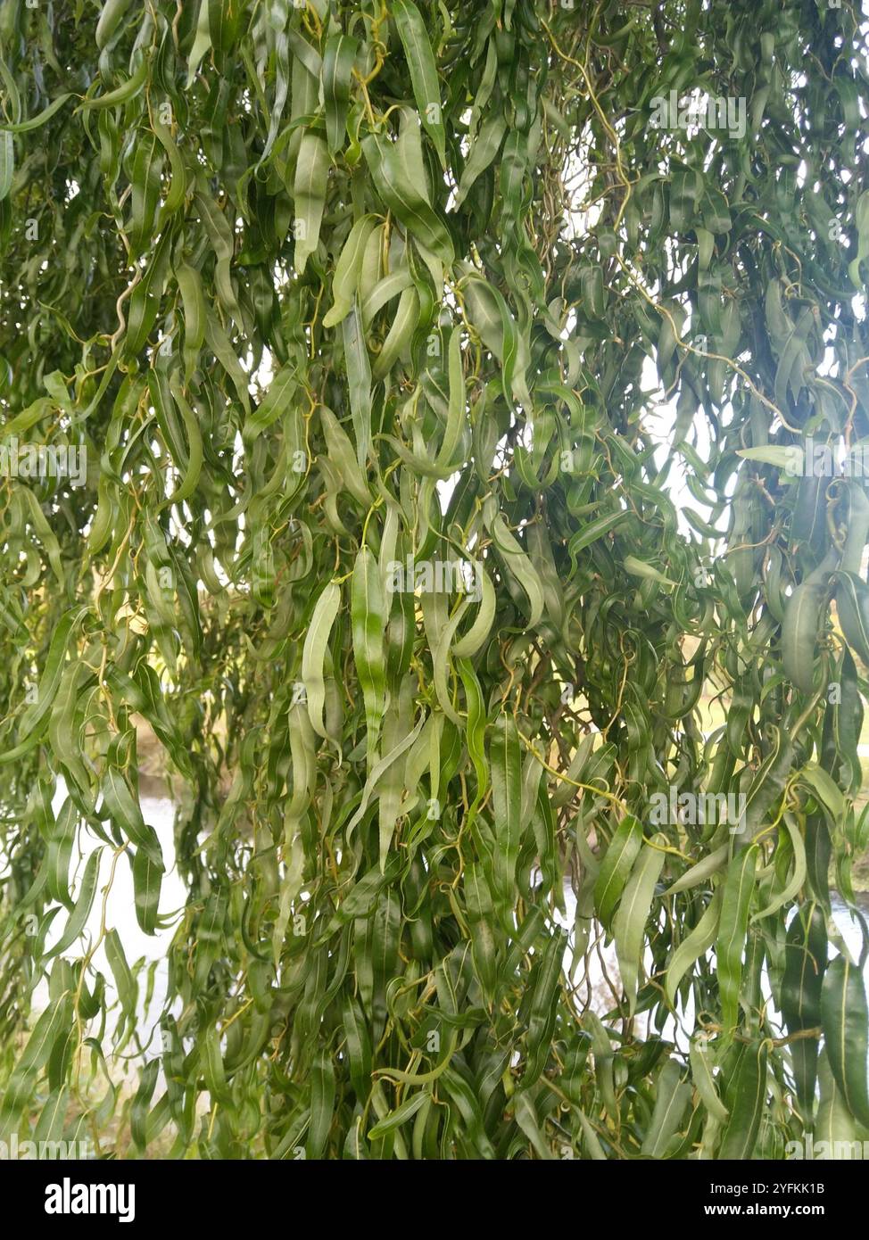 Lockige Weide (Salix babylonica tortuosa) Stockfoto