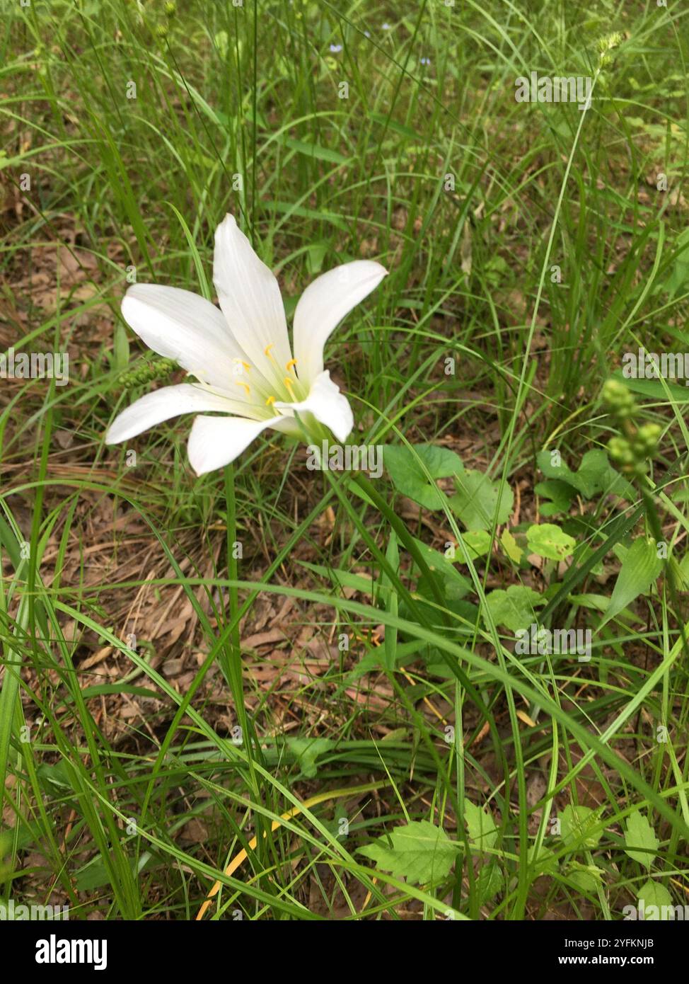 Atamasco Lilie (Zephyranthes atamasco) Stockfoto