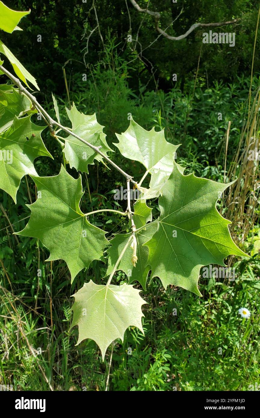 Amerikanische Platane (Platanus occidentalis) Stockfoto