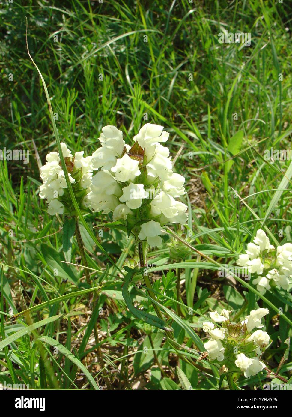 Selfheal (Prunella laciniata) Stockfoto
