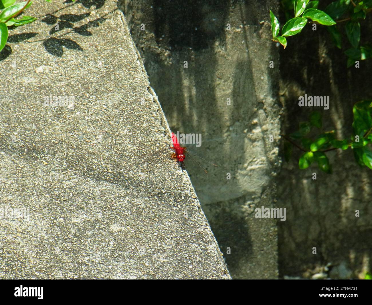 (Crocothemis servilia mariannae) Stockfoto